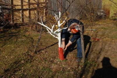 Как защитить деревья в саду от нашествия грызунов зимой? - sadogorod.club