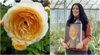 В Британии выпущена первая роза в честь темнокожего садовника - sadogorod.club - Англия