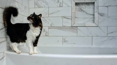 Зачем кошки стремятся зайти в ванную, если очень боятся воды - mur.tv