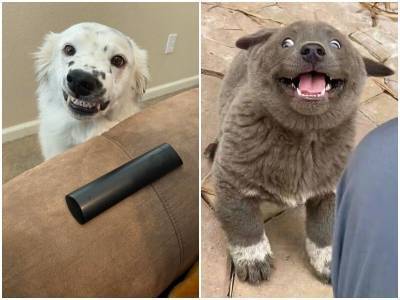 20 уморительных собак, которые заставят от души улыбнуться - mur.tv