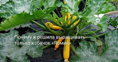 Почему я решила выращивать только кабачок «Ясмин» - sadogorod.club