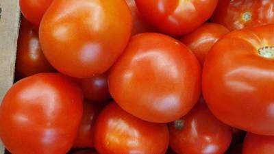 Почему помидоры внутри белые и жесткие, и созревают наполовину: советы огородникам - sadogorod.club