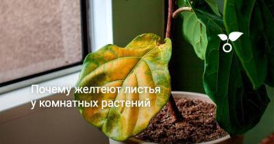 Почему желтеют листья у комнатных растений - sadogorod.club
