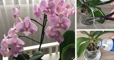 8 распространённых ошибок в уходе за орхидеями: не допускайте их и обильное цветение обеспечено - lifehelper.one