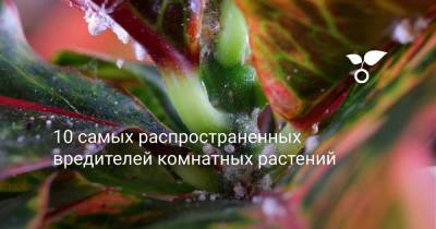 10 самых распространенных вредителей комнатных растений - sadogorod.club
