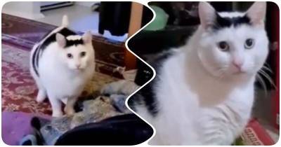 Общительный котик Бендер стал звездой соцсетей - mur.tv