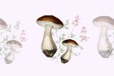Как выглядят грибы съедобные и несъедобные? Шпаргалка для новичков - lublusebya.ru - Россия