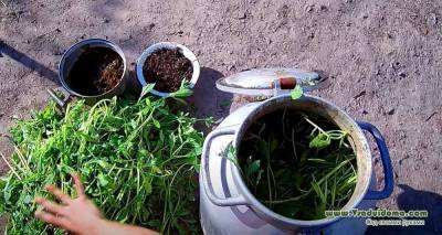 Органические подкормки для сада и огорода своими руками – приготовление, внесение и правильность - sadogorod.club