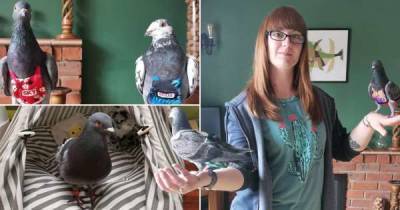 Девушка тратит 4000 фунтов стерлингов в год на домашних голубей - chert-poberi.ru - Англия
