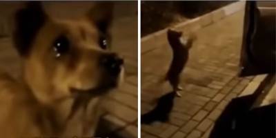 Невероятно: уличная собака тронута до слёз поступком незнакомки - mur.tv