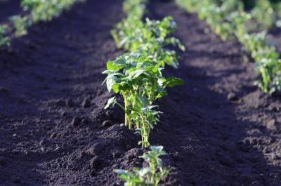 Как восстановить почву после нескольких лет выращивания картофеля - sadogorod.club