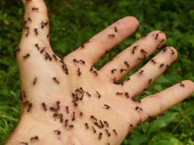 Как избавиться от муравьев в саду: секрет в ингредиенте для выпечки - sadogorod.club