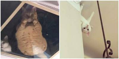 “Вас обнаружили”: котики, которые вмешиваются в личное пространство - mur.tv