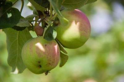 Как заставить плодоносить яблони и груши, не дающие урожая: советы бывалых садоводов - sadogorod.club