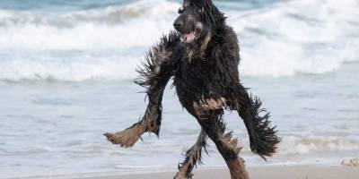 Фотка, взорвавшая Сеть: что не так с лапами этой собаки? - mur.tv