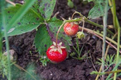 Чем подкормить клубнику осенью, чтобы ягоды собирать ведрами: советы знающих огородников - sadogorod.club