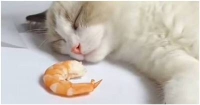 Смешная реакция спящего кота на креветку - porosenka.net