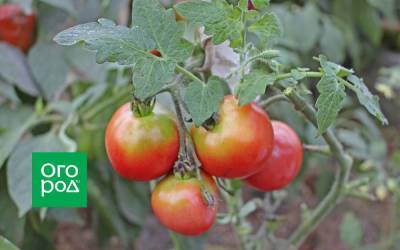 Почему томаты при созревании окрашиваются неравномерно - sadogorod.club - республика Крым