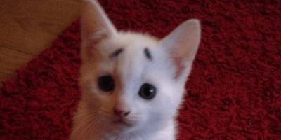 Гэри, котик с бровками: посмотрите, каким он стал! - mur.tv