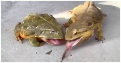 Проворная ящерица не дала лягушке спокойно поесть - porosenka.net