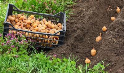 5 способов посадить картофель от пяти разных агрономов - sadogorod.club