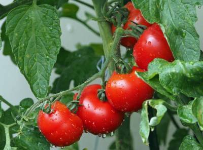Как нельзя поливать томаты: ошибки, которые допускает каждый второй дачник - sadogorod.club