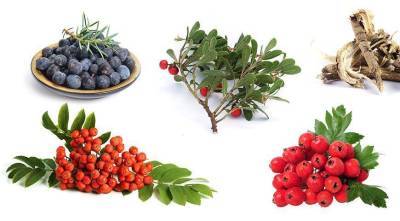 Полезные ягоды и травы, которые собирают в октябре-ноябре в саду и в лесу - sadogorod.club