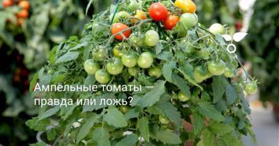 Ампельные томаты — правда или ложь? - sadogorod.club