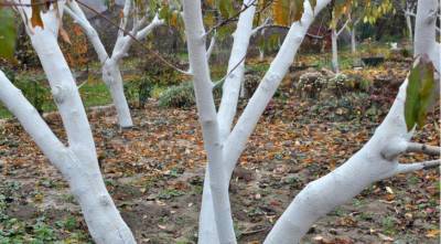 Когда и чем обрабатывать деревья осенью по Лунному календарю 2021 года - sadogorod.club