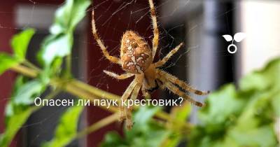 Опасен ли паук крестовик? - sadogorod.club - Россия