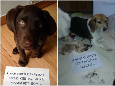 20 нашкодивших собак, которые ни капли не жалеют о своих преступлениях - mur.tv