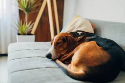 Означает ли что-нибудь поза вашей собаки во сне? - mur.tv
