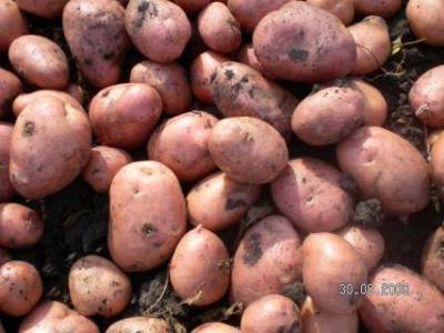 Как не допустить прорастания картофеля при хранении? - sadogorod.club