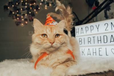 Как поздравить кота с днём рождения - mur.tv