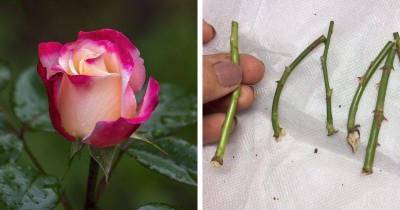 Тонкости осеннего черенкования роз: секреты отличного укоренения - lifehelper.one