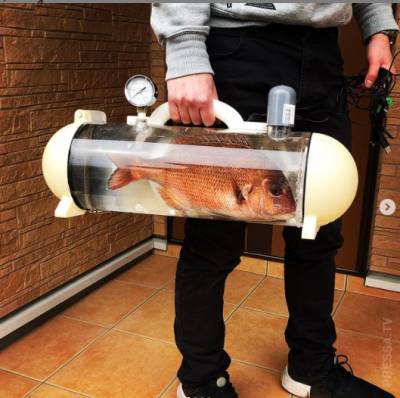 В Японии создали прозрачную сумку katsugyo для переноски рыбы - chert-poberi.ru - Япония