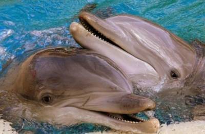 7 неприятных фактов о дельфинах, которые изменят ваше к ним отношение - fokus-vnimaniya.com - Шотландия