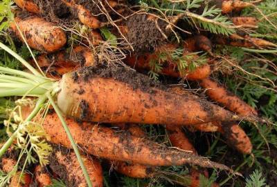 Зачем семена моркови припудривать обычным крахмалом: советы опытных огородников - sadogorod.club
