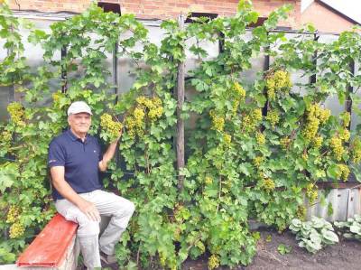 Пенсионер из Камышлова не только выращивает, но и с успехом реализует часть своего урожая винограда - sadogorod.club - Виноград