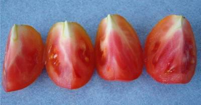 Откуда в томатах появляются неприятные белые прожилки и стоит ли их опасаться - lifehelper.one