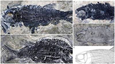 В Китае нашли окаменелые останки рыбы, которая жила 244 миллиона лет назад - porosenka.net - Китай - Италия - Швейцария
