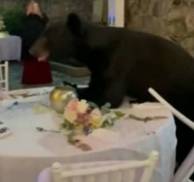 В Мексике медведь пришел на свадьбу (1 фото + 1 видео) - chert-poberi.ru - Мексика