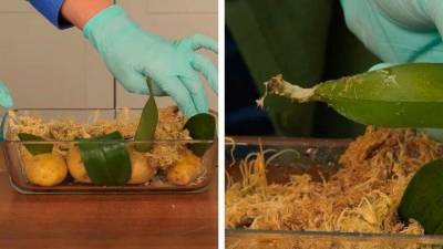 6 нетрадиционных методов размножения орхидеи, которые, тем не менее, работают - lifehelper.one
