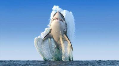 Почему акулы нападают на людей - chert-poberi.ru - Австралия