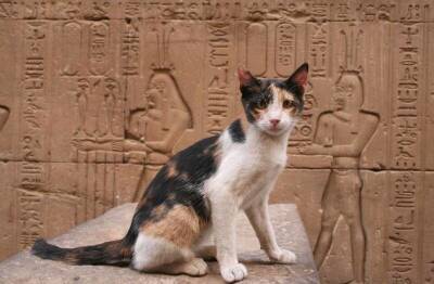 Почему египтяне поклонялись кошкам - mur.tv - Таиланд