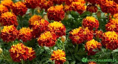 Позитивный сад: ТОП-7 оранжевых цветов - sadogorod.club