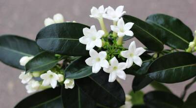 Стефанотис, или мадагаскарский жасмин - комнатная лиана с чудесными ароматными цветками - sadogorod.club - Мадагаскар
