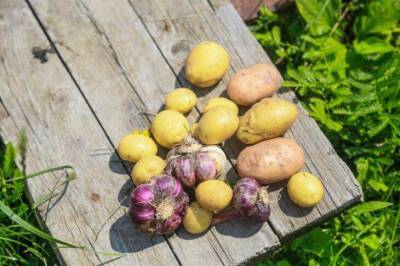 Что добавляют в лунку при посадке картофеля, чтобы избавиться от проволочника навсегда: деревенский секрет - sadogorod.club