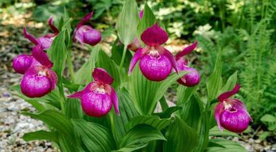Как вырастить настоящие орхидеи в собственном саду: все о посадке венериных башмачоков или ципрепедиумов - sadogorod.club
