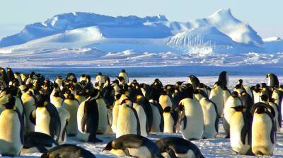 Пингвины-гиганты: когда они жили и как выглядели - mur.tv - Австралия - Чили - Новая Зеландия - Юар - Антарктида - Аргентина